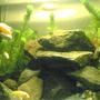 50 gallons freshwater fish tank (mostly fish and non-living decorations) - my tank