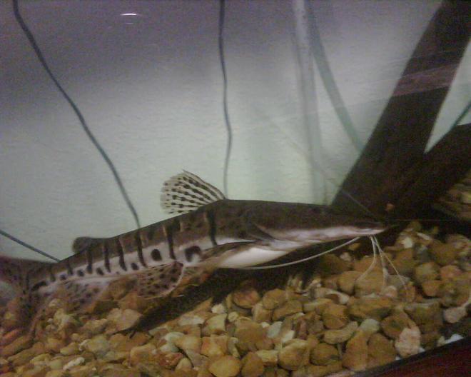 freshwater fish - pseudoplatystoma fasciatum - tiger shovelnose cat stocking in 150 gallons tank - shovel nose cat