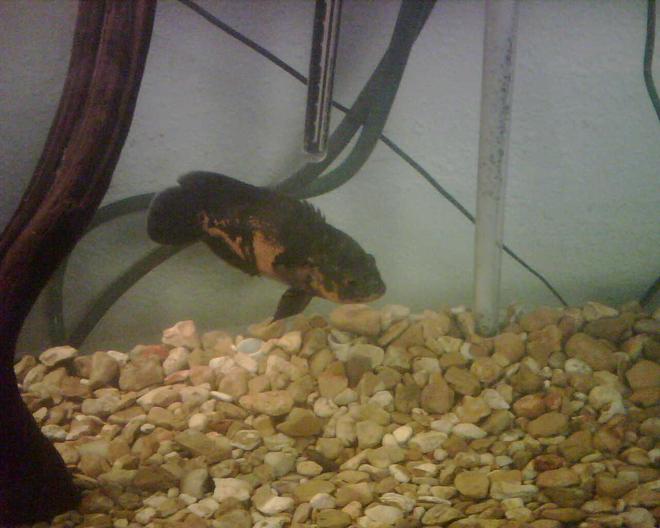 freshwater fish - astronotus ocellatus - tiger oscar stocking in 150 gallons tank - tiger oscar