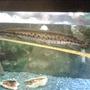 freshwater fish - lepisosteus platyrhincus - gar stocking in 150 gallons tank - florida gar 14 inches
