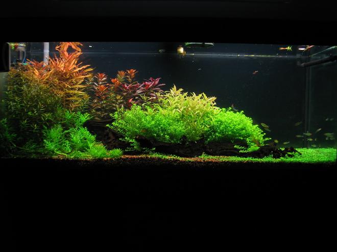 240 gallons planted tank (mostly live plants and fish) - My planted tank