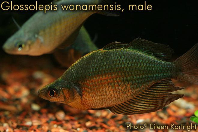 freshwater fish - glossolepis wanamensis - emerald rainbowfish stocking in 75 gallons tank - True Glossolepis wanamensis (Emerald rainbowfish), male (female in rear), 4" TL, approximately 2 years of age.