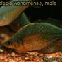 freshwater fish - glossolepis wanamensis - emerald rainbowfish stocking in 75 gallons tank - True Glossolepis wanamensis (Emerald rainbowfish), male (female in rear), 4" TL, approximately 2 years of age.
