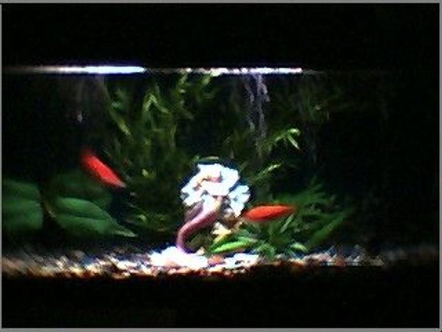 Rated #2172: 45 Gallons Planted Tank - planted start