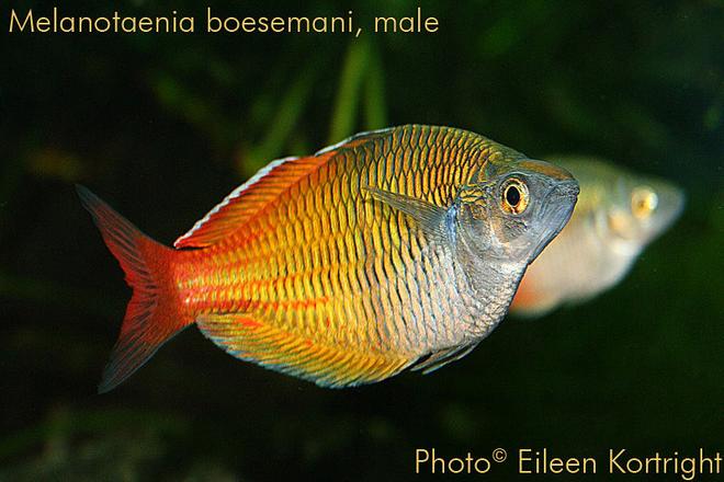 freshwater fish - melanotaenia boesemani - boesemani rainbow stocking in 75 gallons tank - Melanotaenia boesemani (Boeseman's rainbowfish), male, 3.75" TL, 2½ years old.