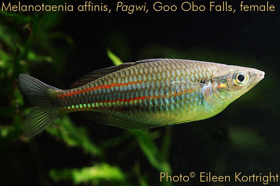 freshwater fish - new guinea rainbowfish - melanotaenia affinis stocking in 75 gallons tank - Melanotaenia affinis (New Guinea rainbowfish) female, var Pawgi, Goo Obo Falls locale, 3.5" TL, 2 years old.
