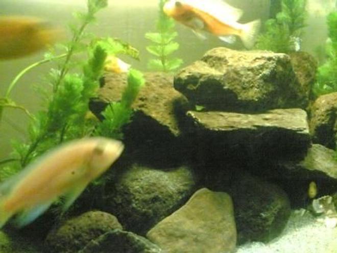 50 gallons freshwater fish tank (mostly fish and non-living decorations) - My tank