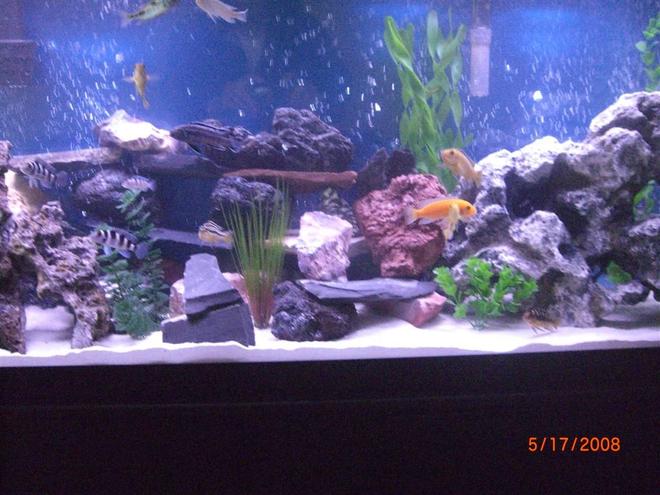 55 gallons freshwater fish tank (mostly fish and non-living decorations) - my fishies