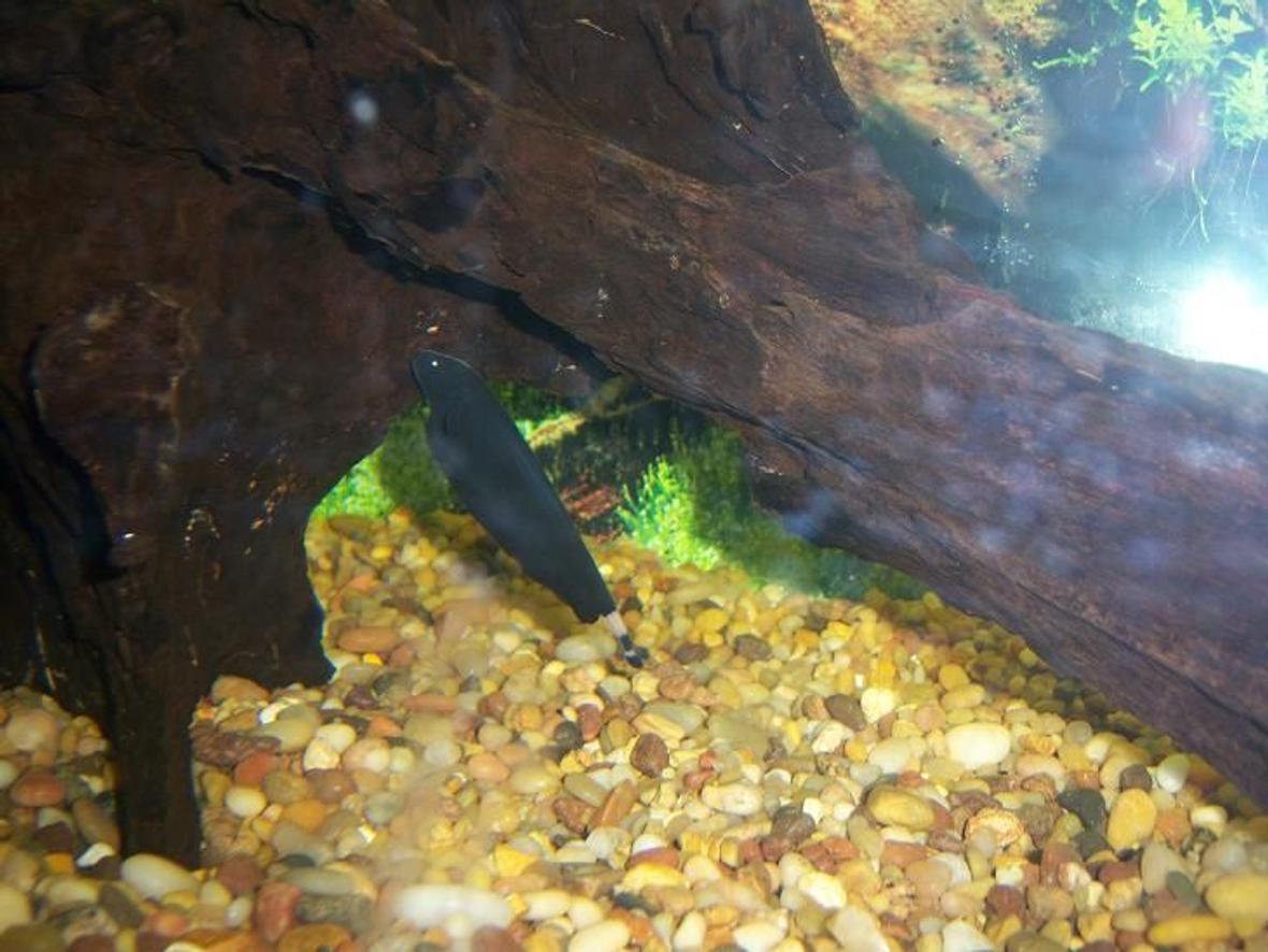 75 gallons freshwater fish tank (mostly fish and non-living decorations) - our ghost knife fish