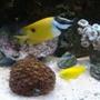 saltwater fish - siganus unimaculatus - one spot foxface stocking in 46 gallons tank - Fox face, angel and corals