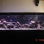 125 gallons freshwater fish tank (mostly fish and non-living decorations) - Picture of my 125 gallon African Cichlid Tank. Any comments or suggestions would be greatly appreciated.