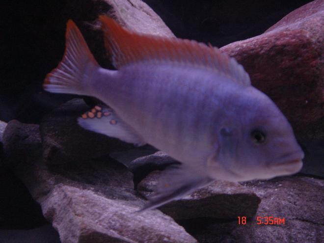 freshwater fish - metriaclima greshakei - ice blue red top zebra stocking in 125 gallons tank - Red Top