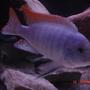 freshwater fish - metriaclima greshakei - ice blue red top zebra stocking in 125 gallons tank - Red Top