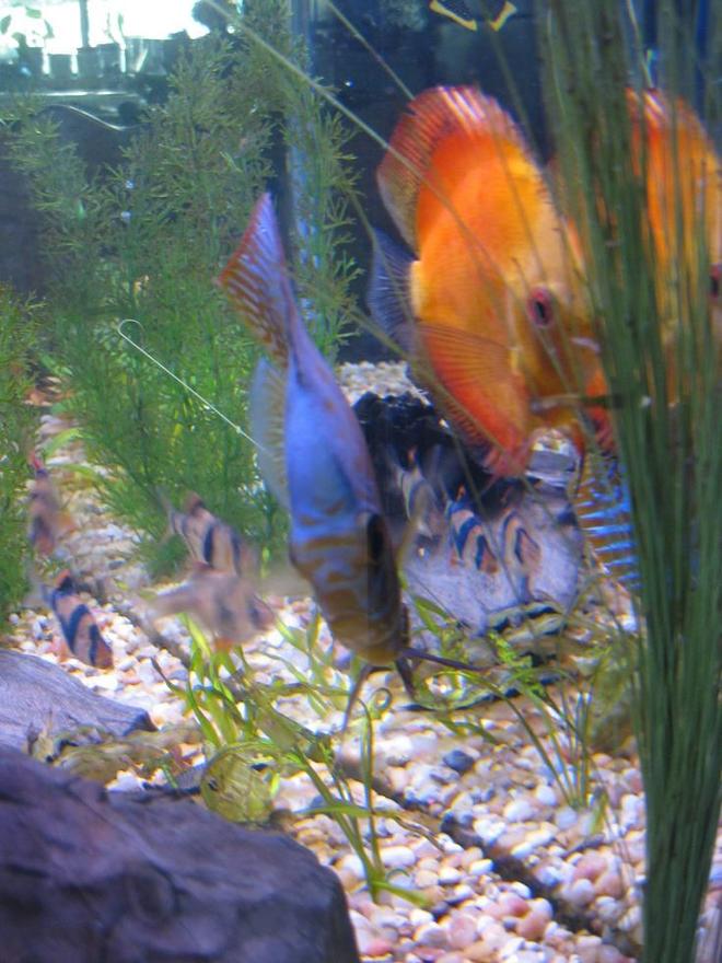 freshwater fish - puntius tetrazona - tiger barb stocking in 38 gallons tank - Discus
My 38 Gallon Aquarium, 3 Discus, 6 Tiger Barbs, 3 Chinese Algae Eaters, one Gold Nugget Pleco, and a Gold Chinese Algae Eater. I'm using a Marineland C-Series Multi Stage Canister Filter C-220, the best fiter out there. I personaly think this filter is better then the Eheim, because it allows no bypass, it forces the water through the filter media trays and not around them, all the other canisters allow 40% to 60%.