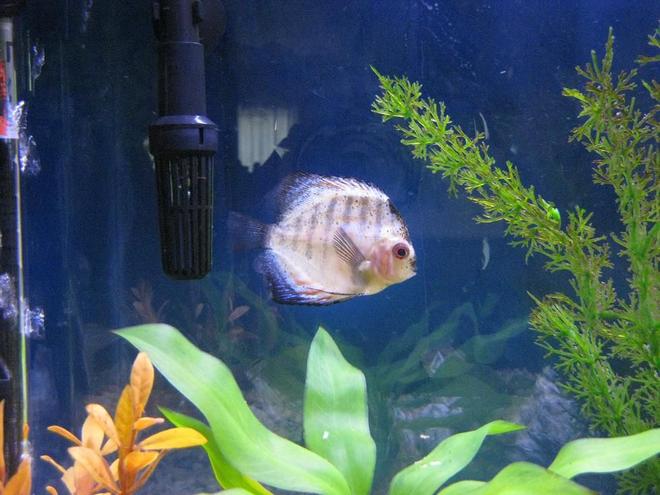 freshwater fish - symphysodon spp. - pigeon blood discus stocking in 38 gallons tank - Discus
My 38 Gallon Aquarium, 3 Discus, 6 Tiger Barbs, 3 Chinese Algae Eaters, one Gold Nugget Pleco, and a Gold Chinese Algae Eater. I'm using a Marineland C-Series Multi Stage Canister Filter C-220, the best fiter out there. I personaly think this filter is better then the Eheim, because it allows no bypass, it forces the water through the filter media trays and not around them, all the other canisters allow 40% to 60%.