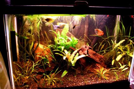 20 gallons planted tank (mostly live plants and fish) - a better representation...