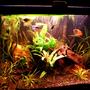 20 gallons planted tank (mostly live plants and fish) - a better representation...