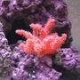 corals inverts - nephthyigorgia sp. - chili cactus coral stocking in 125 gallons tank - Chili Coral