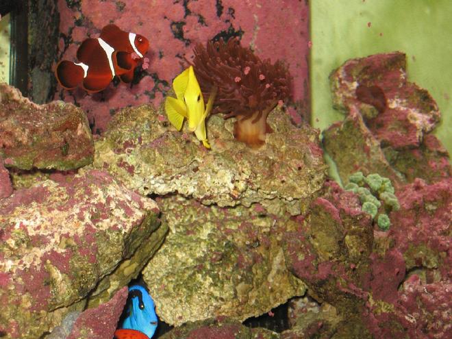 saltwater fish - zebrasoma flavescens - yellow tang - hawaii stocking in 125 gallons tank - Blue Tang, Yellow Tang, Bubble Tip, Maroon Clown, Trumpet Coral, & Purple Mushroom