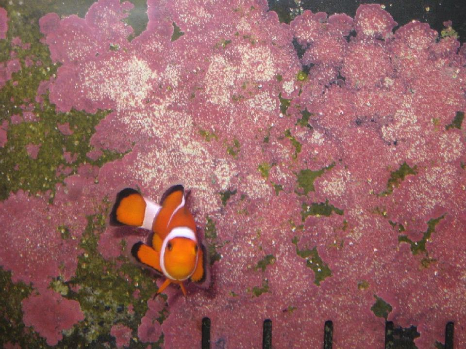 saltwater fish - amphiprion ocellaris - ocellaris clownfish stocking in 125 gallons tank - Ocellaris Clown - Look at all of the coralline but don't hate!