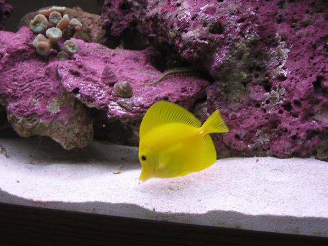 saltwater fish - zebrasoma flavescens - yellow tang - hawaii stocking in 125 gallons tank - Yellow Tang