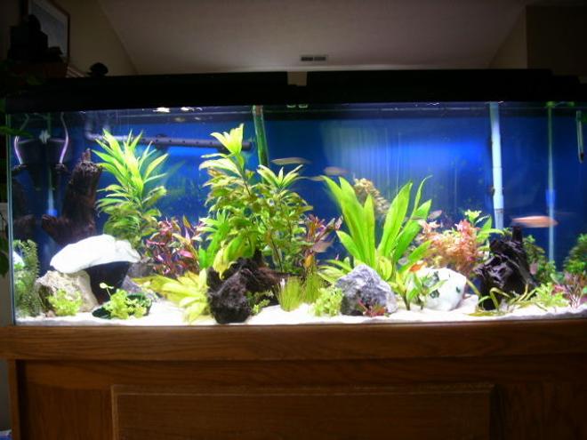 55 gallons freshwater fish tank (mostly fish and non-living decorations) - 55 gal planted aquarium-set up 5/2007.