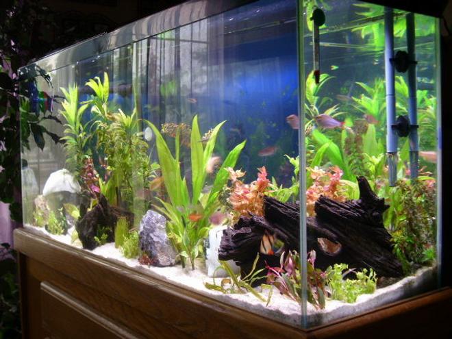 55 gallons freshwater fish tank (mostly fish and non-living decorations) - 55 gal planted aquarium set up 05/2007.
