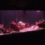 75 gallons freshwater fish tank (mostly fish and non-living decorations) - 75 gallon tank 80 lbs of crushed coral 50 lbs of random rock 8 african ciclids fluval 405 filter 300 watt heater and about 12 hours of light