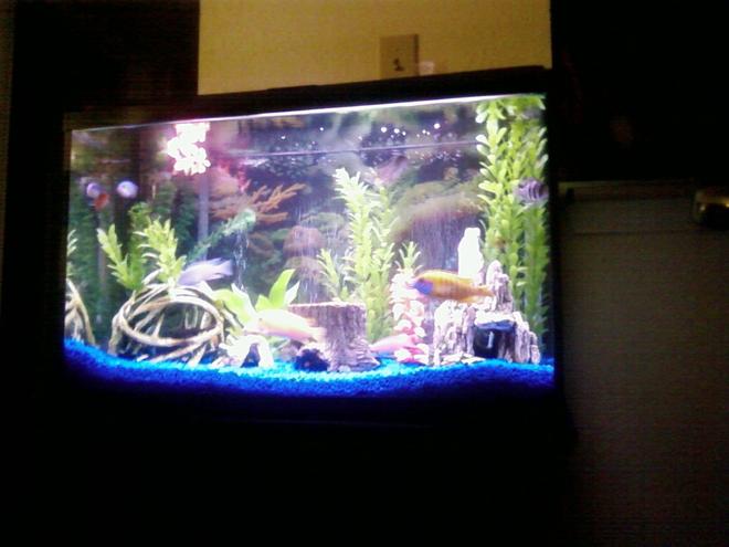 29 gallons freshwater fish tank (mostly fish and non-living decorations) - View of whole tank and stand.