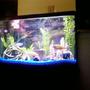 29 gallons freshwater fish tank (mostly fish and non-living decorations) - View of whole tank and stand.