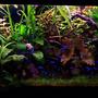 50 gallons planted tank (mostly live plants and fish) - Many changes along the way, have taken the riccia out etc.