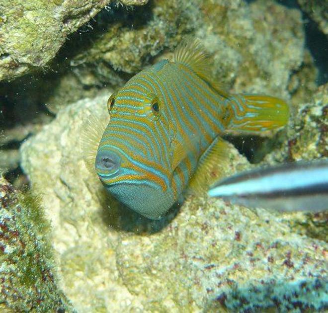saltwater fish - balistapus undulatus - undulate triggerfish stocking in 110 gallons tank - Undulated Trigger