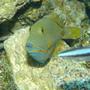 saltwater fish - balistapus undulatus - undulate triggerfish stocking in 110 gallons tank - Undulated Trigger