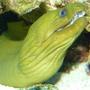 saltwater fish - gymnothorax funebris - green eel stocking in 110 gallons tank - green moray