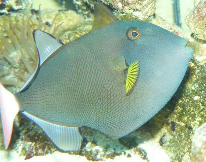 saltwater fish - melichthys vidua - pinktail triggerfish stocking in 110 gallons tank - pinktail triggerfish