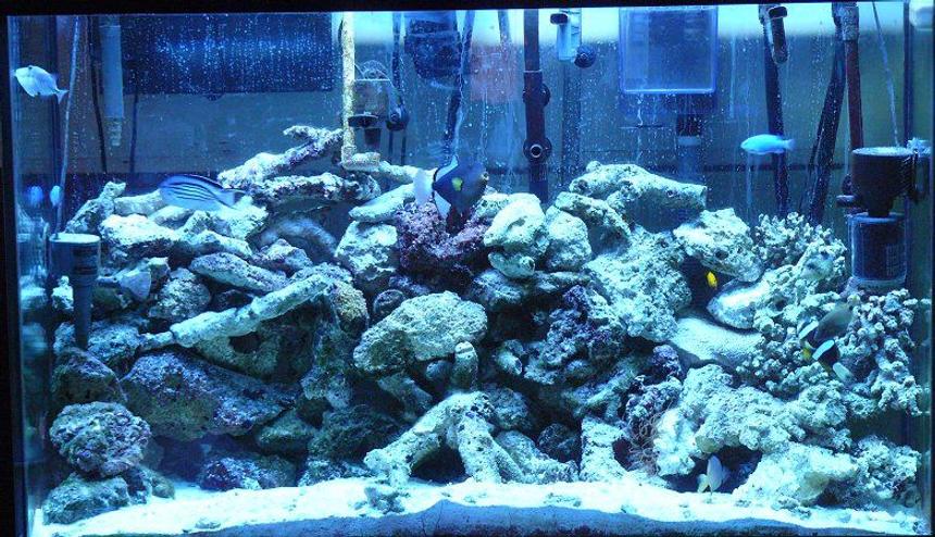 Rated #40: 110 Gallons Saltwater Fish Tank - Marine Aquarium