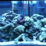 110 gallons saltwater fish tank (mostly fish, little/no live coral) - Marine Aquarium