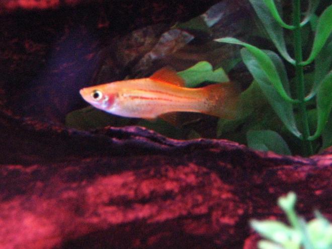 freshwater fish - xiphophorus helleri - marigold mickey mouse swordtail stocking in 29 gallons tank - One of my Female Swordtails swimming through some driftwood.
