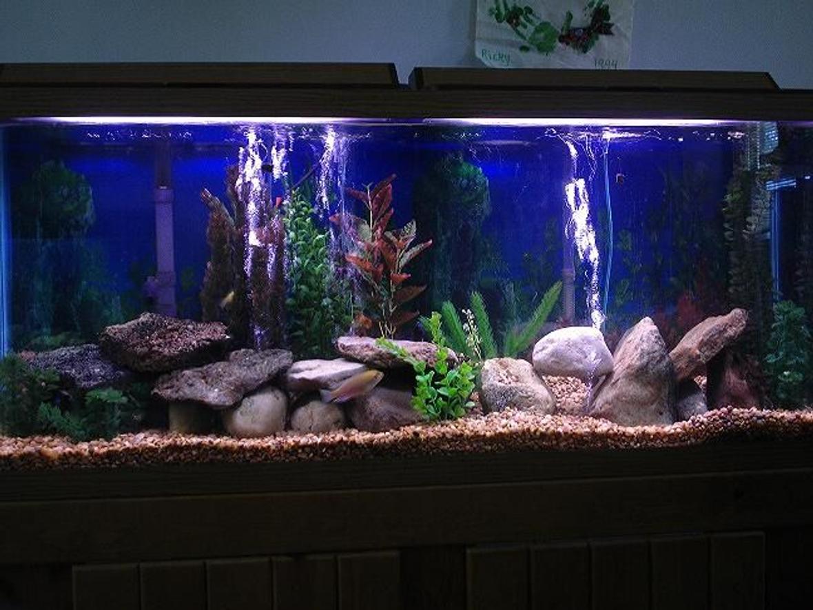 55 gallons freshwater fish tank (mostly fish and non-living decorations) - rearranged and updated