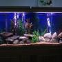 55 gallons freshwater fish tank (mostly fish and non-living decorations) - rearranged and updated