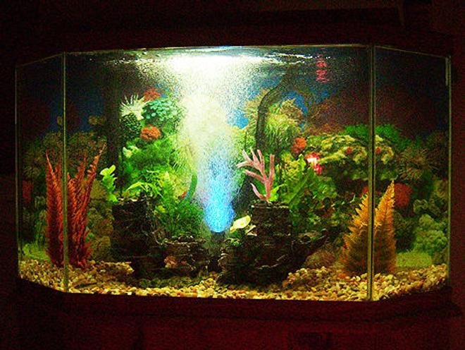 45 gallons freshwater fish tank (mostly fish and non-living decorations) - Cost was 99.83 exluding tank and filter. including 6 fish