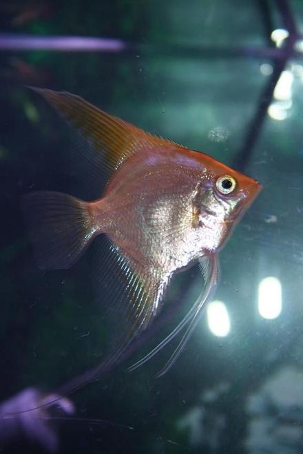freshwater fish - pterophyllum sp. - gold veil angel stocking in 55 gallons tank - Angelfish