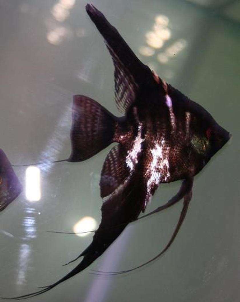 Rated #924: Freshwater Fish - Pterophyllum Scalare - Half Black Angelfish Stocking In 55 Gallons Tank - Angelfish