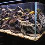 58 gallons freshwater fish tank (mostly fish and non-living decorations) - Updated picture of my 58 gallon mbuna tank