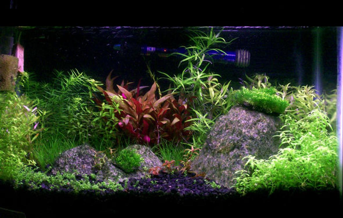 29 gallons planted tank (mostly live plants and fish) - 10g Planted