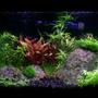 29 gallons planted tank (mostly live plants and fish) - 10g Planted