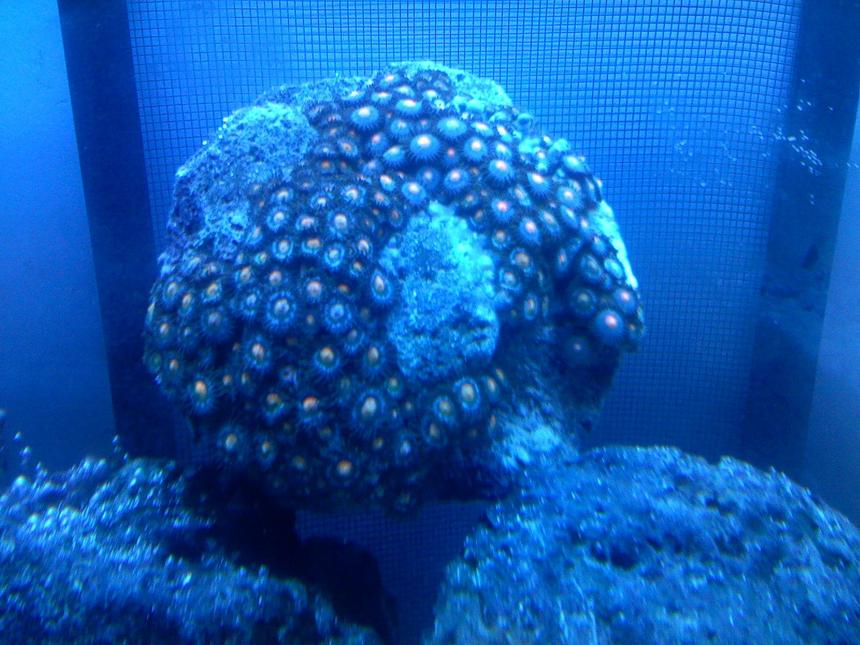 Rated #80: Corals Inverts - Zoanthus Sp. - Colony Polyp Stocking In 30 Gallons Tank - zoo under atinic