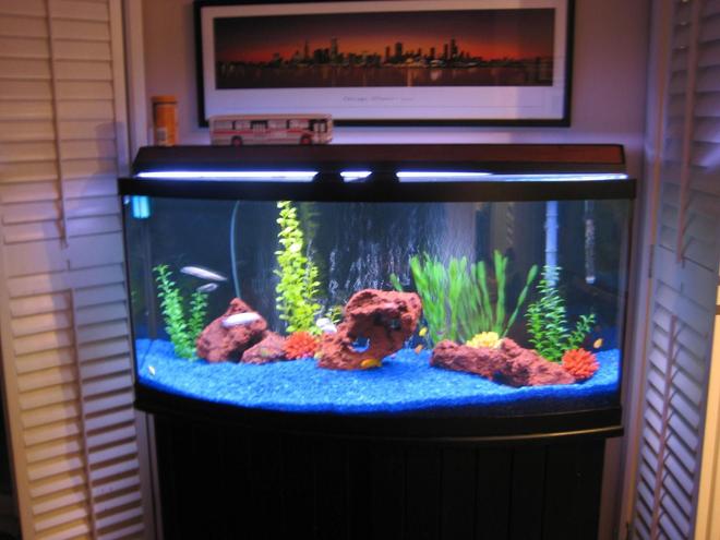 72 gallons freshwater fish tank (mostly fish and non-living decorations) - 72 gallon Curved front,Tank is gracing the Chicago sky-line.