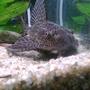 freshwater fish - glyptoperichthys gibbiceps - sailfin pleco (l-83) stocking in 66 gallons tank - my buddy