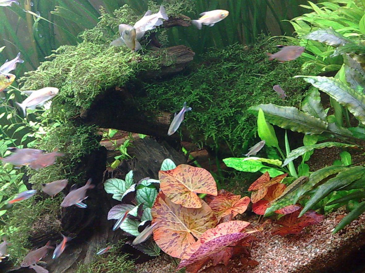 freshwater fish - paracheirodon innesi - neon tetra jumbo stocking in 85 gallons tank - java moss on wood